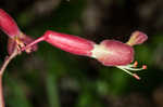 Red buckeye